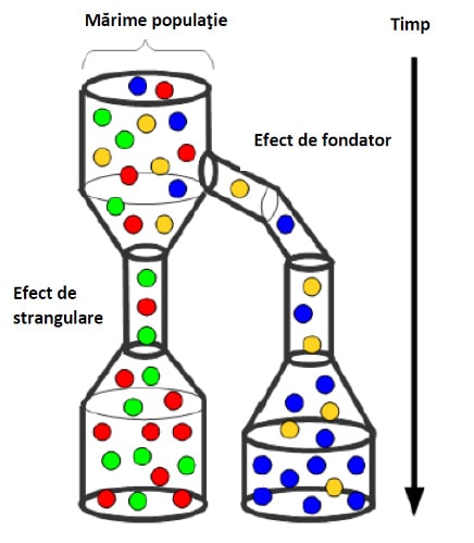 efectul-bottleneck-strangulare-evolutie-populatia-unor-specii-min